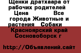 Щенки дратхаара от рабочих родителей › Цена ­ 22 000 - Все города Животные и растения » Собаки   . Красноярский край,Сосновоборск г.